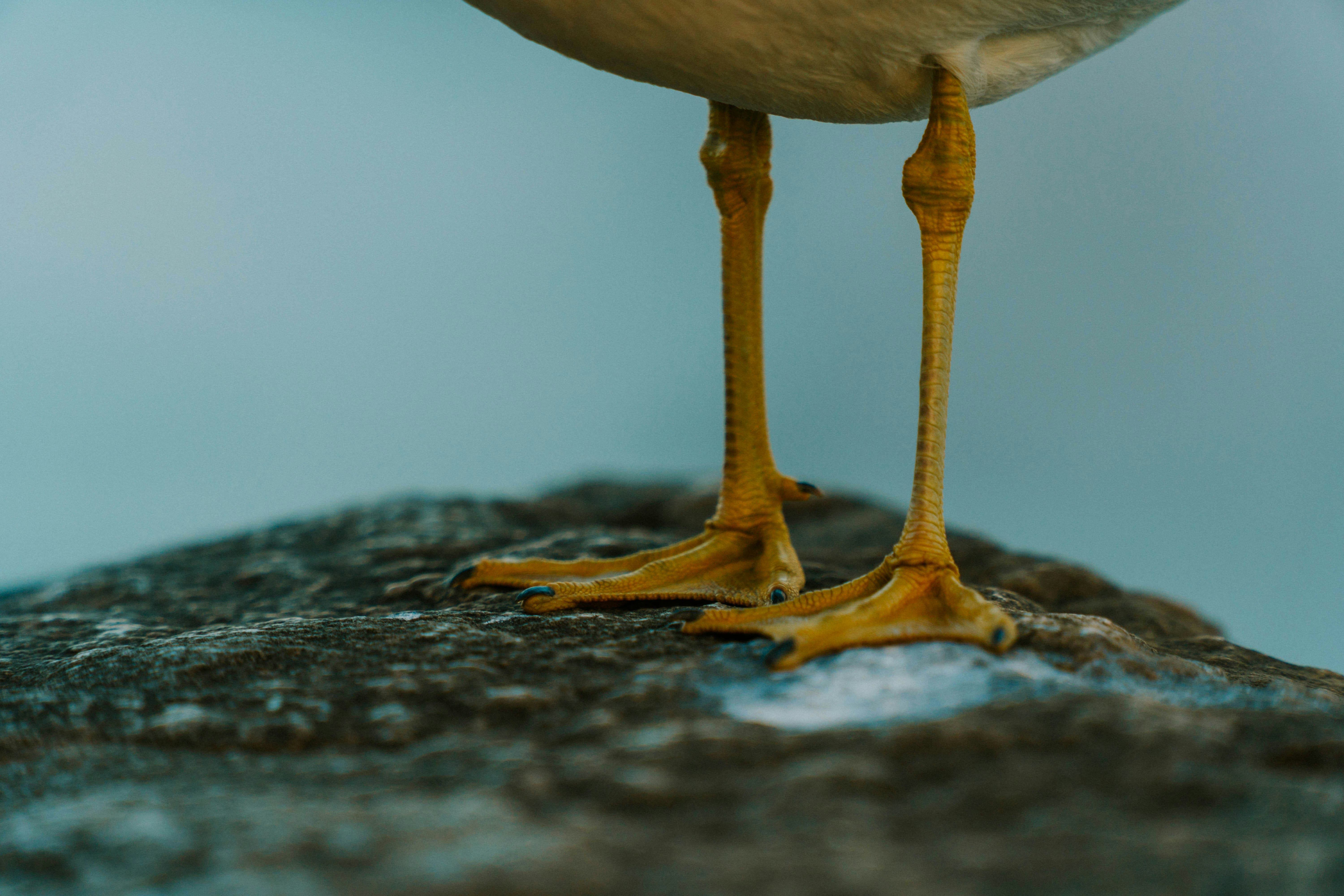 Éclosion de grippe aviaire dans Lotbinière