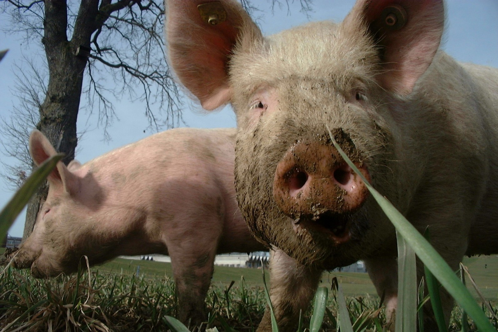 Les Éleveurs de porcs du Québec déçus